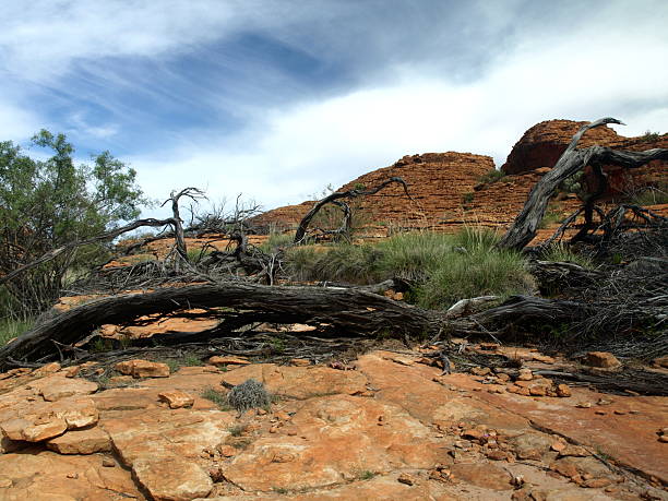 istock Dead tree in Kings Canyon, Australia 156847859