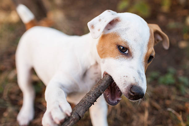 istock Jack Russell Terrier puppy 156847989