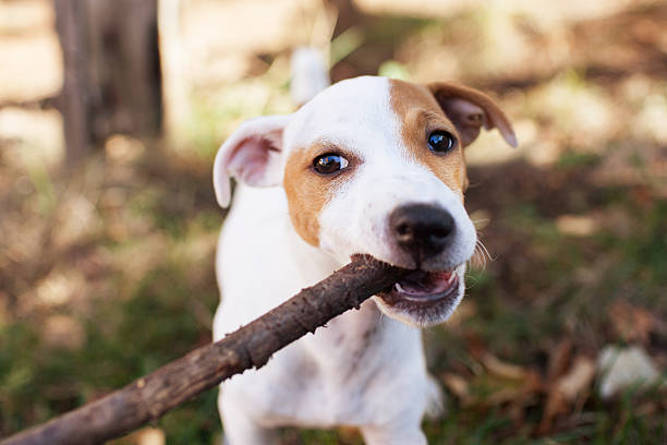 istock Jack Russell Terrier puppy 156847992