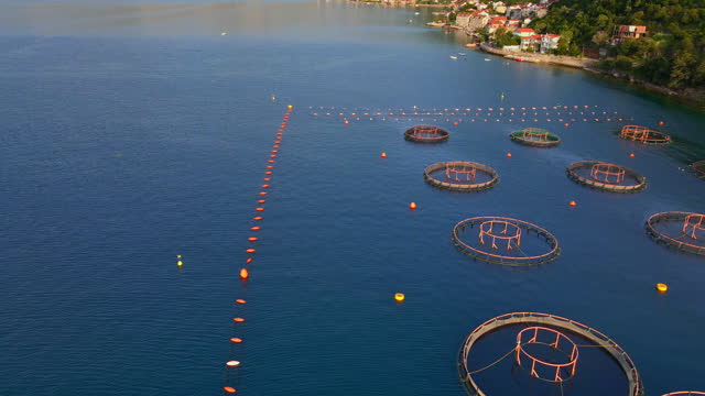 A sea farm on the coast, featuring circle-shaped net structures where mollusks, fish, and shrimps are grown. The camera shows a bird's eye view of the farm, highlighting the unique shapes and patterns of the nets as well as the clear blue waters