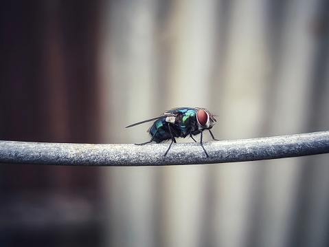 a fly is resting on a piece of wire