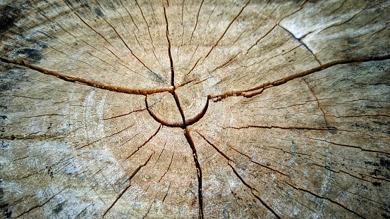 surface texture of the split tree trunk