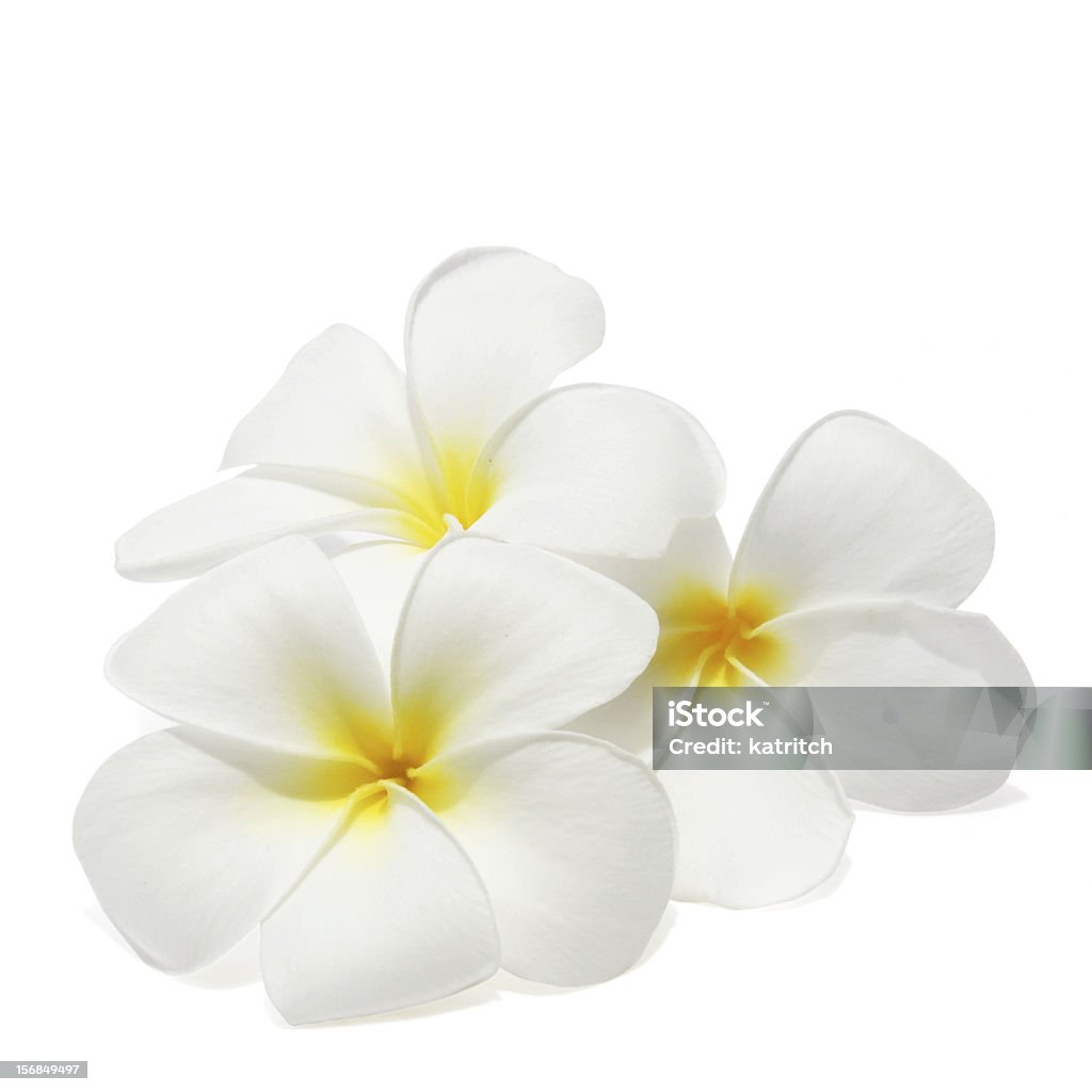 Fiori di frangipani tropicali - Foto stock royalty-free di Frangipani