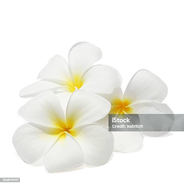 Fiori Di Frangipani Tropicali - Fotografie stock e altre immagini di Frangipani - Frangipani, Fiore, Bianco