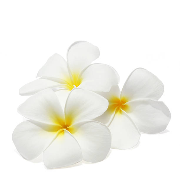 Tropical flowers frangipani Tropical flowers frangipani (plumeria) isolated on white apocynaceae stock pictures, royalty-free photos & images