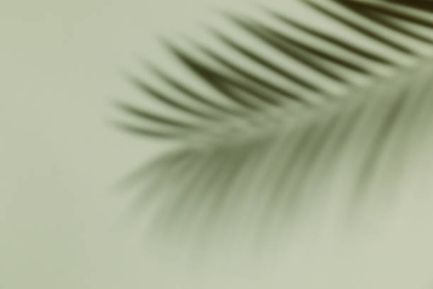 istock Palm leaf shadow on a green wall background. Olive color stylish flat lay with trendy shadow and sun light. 1568500782