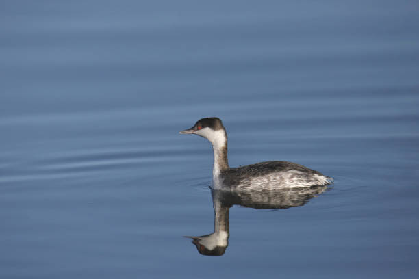 istock Horned Grebe (podiceps auritus) swimming in a pond 1568507756