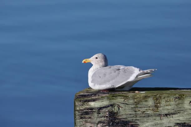 istock Glaucous-winged Gull (larus glaucescens) perched on a wooden beam 1568508782