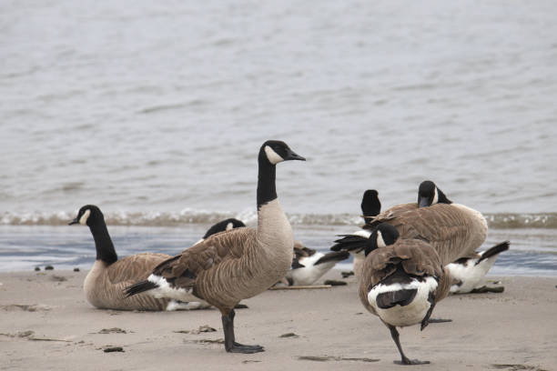 istock Cackling Goose (branta hutchinsii) standing on a sandy beach 1568513547