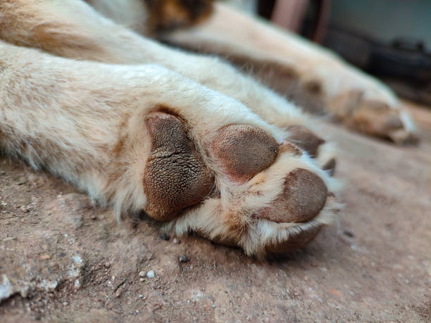istock Very dirty dog ​​paws 1568514686