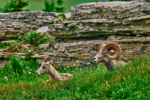 Bighorn sheep, ovis canadensis, headshot in rutting season near Rocky Mountain National Park, Colorado, USA
