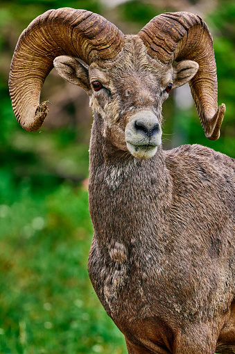 Big Horn Sheep ewe in Colorado's Mount Evans Wilderness