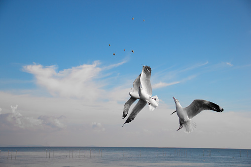 The seagulls flying in the sky were fighting for food.