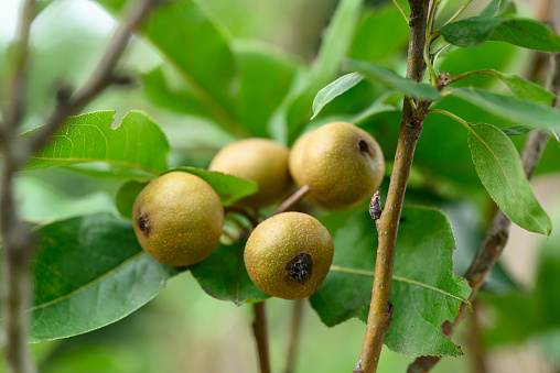 Asian pear or Nashi pear isolated on white background