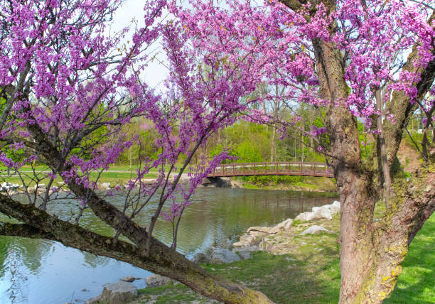 istock Redbud Tree with small creek and bridge- Howard County, Indiana 1568532892