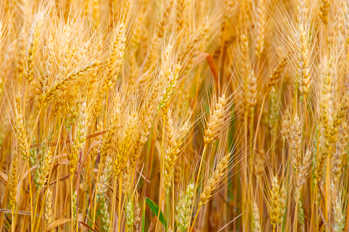 Wheat Field ripe for harvest- Howard County, Indiana