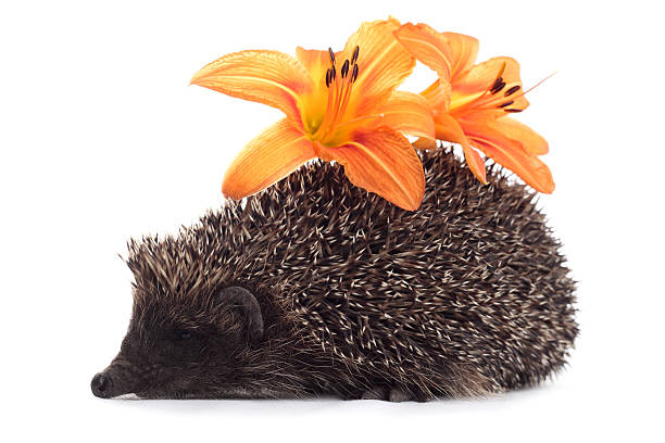 hedgehog with flower stock photo