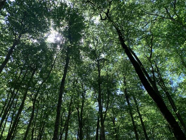 istock Scenic low-angle view of tall trees with lush foliage 1568553059