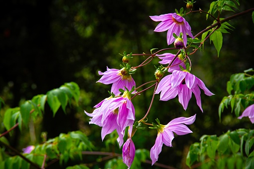 A close-up of purple Dahlia Imperialis flowers growing against lush foliage