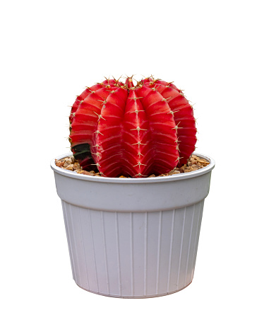 Cactus red Gymnocalycium variegated in pot isolated on white background