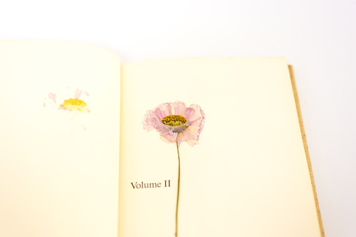 Beautiful Pressed and Dried Pink Poppy in Open Book