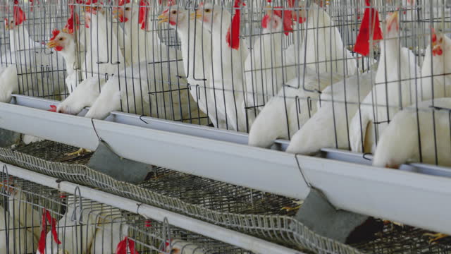 White chickens in coops in factory at poultry farm