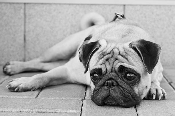 istock Pug dog portrait 156860860