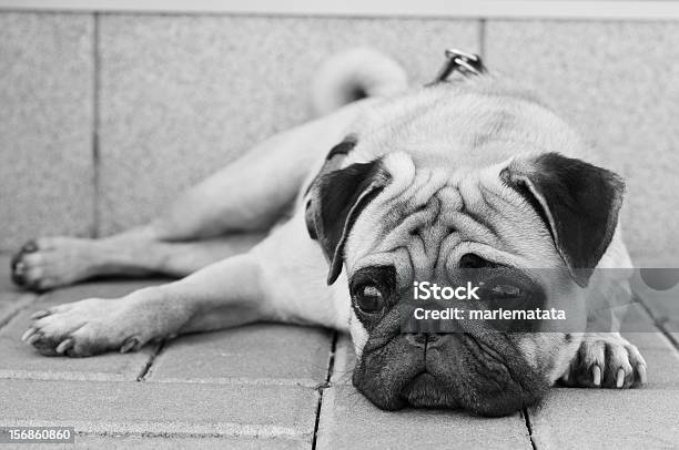 Pug Dog Portrait Stock Photo - Download Image Now - Animal, Animal Body, Animal Body Part