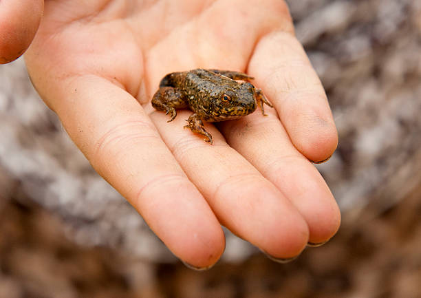 istock Frog In A Child's Hand 156860866