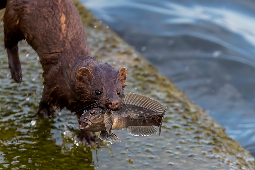 American mink (Neovison vison) brings caught fish for the young.