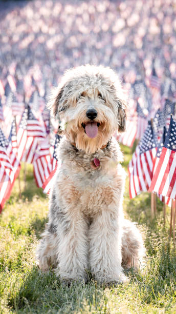 istock Memorial Day Weekend in Boston 1568627105