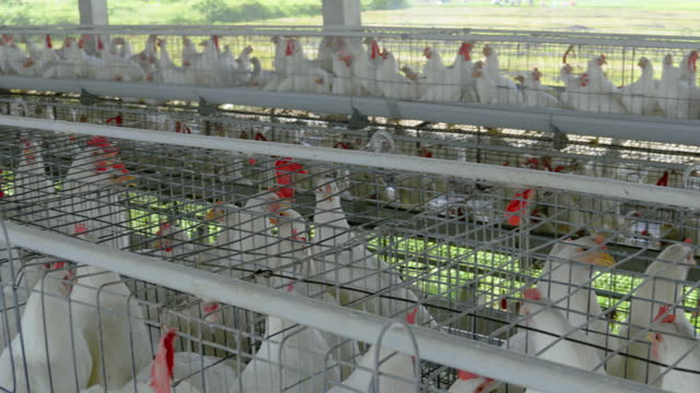 White chickens in coops in factory at poultry farm