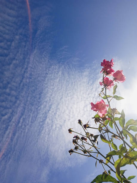 pink roses on a blue sky background