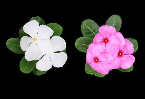 Collection of white-pink Catharanthus roseus or Madagascar periwinkle or Vinca or Old maid or Cayenne jasmine or Rose periwinkle flower bouquet isolated on black background.