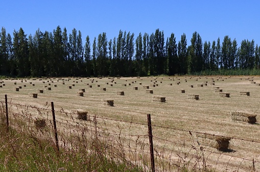 Field of freshly cut bundles of hay near Sequim, Washington
