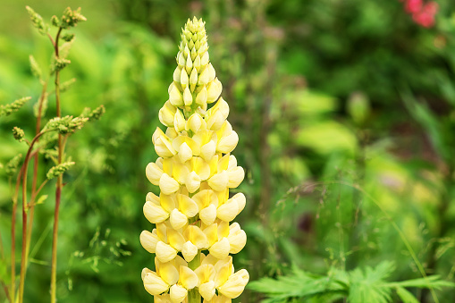 Yellow flowering lupine is an unpretentious ornamental perennial belonging to the legume family.
