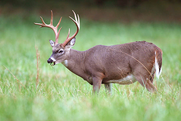 istock Whitetail buck deer in grass field 156864048