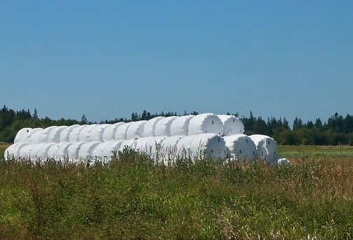 Bails of hay in large plastic bags for winter storage in Sequim, Washington