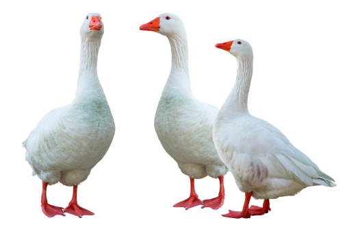 Greylag Geese, Scientific name: Anser anser.  Two Greylag geese, part of a larger flock, grazing on farmland and destroying farmers'  crops as the crops start to push through the soil.   Copy space.