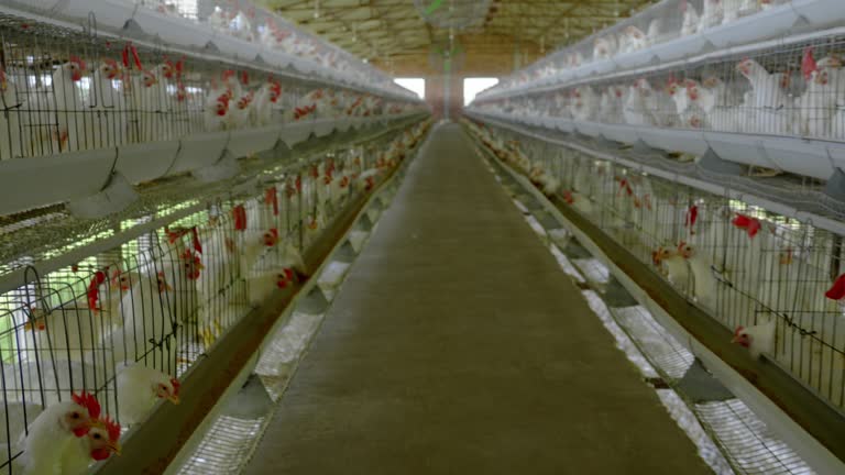 White chickens in coops in factory at poultry farm