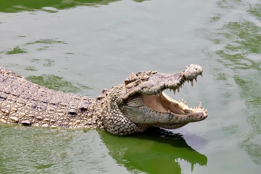 a photography of a crocodile with its mouth open in the water, crocodile in the water with its mouth open showing teeth.