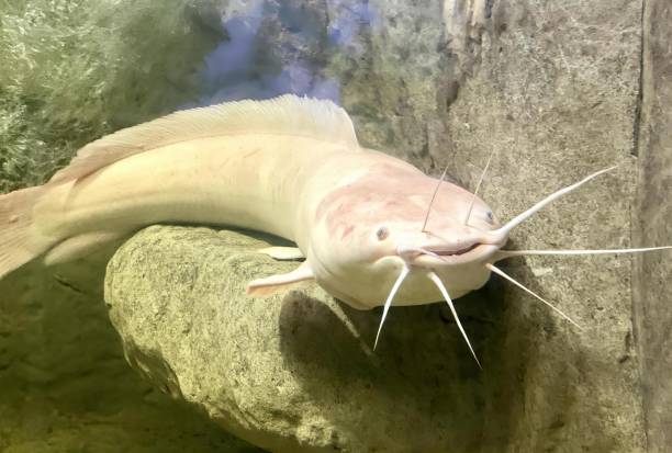 istock a photography of a fish with long, sharp teeth and sharp teeth, there is a fish that is laying on a rock in the water. 1568674106