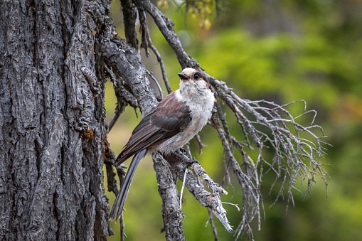 The Canada Jay, also known as a Whisky Jack perched on a tree branch at Mount Washington.
