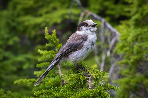 The Canada Jay, also known as a Whisky Jack perched on a tree branch at Mount Washington.