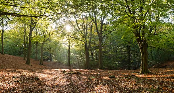 Bosco autunnale Panorama - foto stock