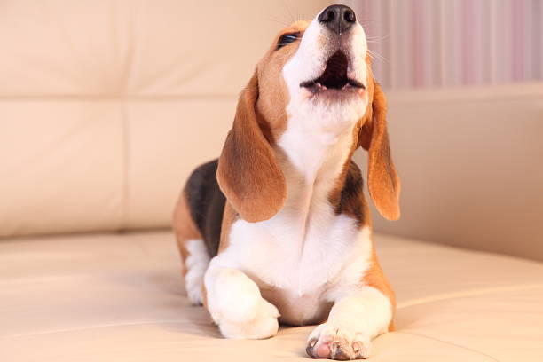 Photo of Female Beagle puppy on a white leather sofa, barking