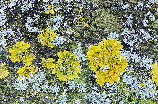 yellow lichen on wood stock photo