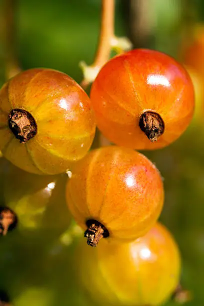 The redcurrant, Ribes rubrum, macro