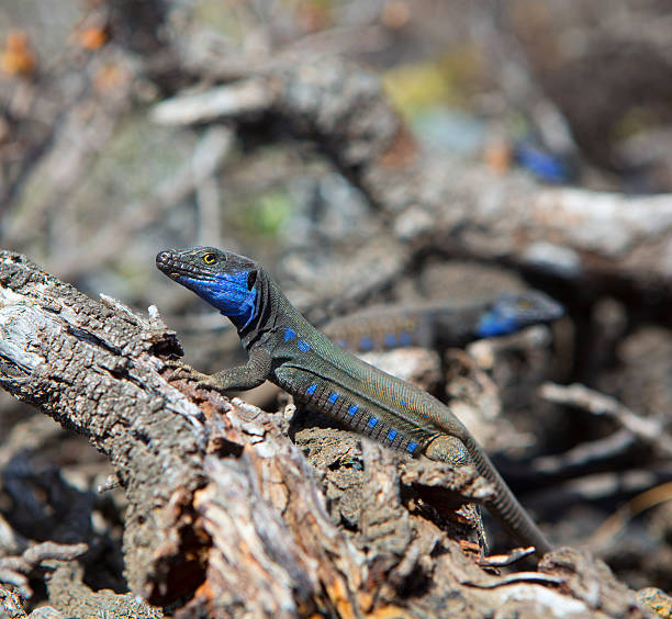 istock La Palma typical lizard Tizon Gallotia galloti palmae 156873792