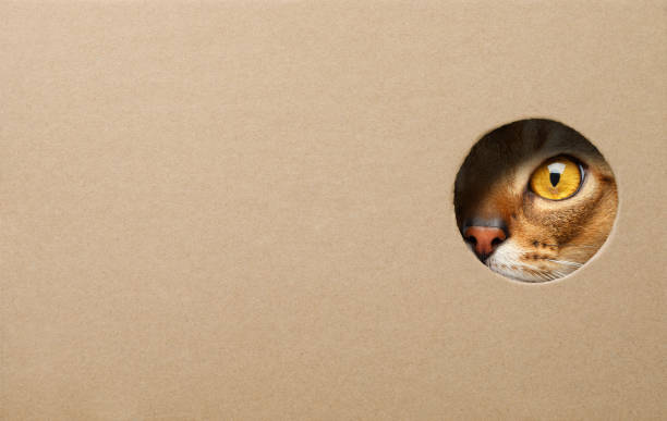 istock Cat peeking through a hole in cardboard box 1568739990